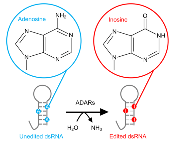 Figure: Adenosine Deadmidase acting on RNA (ADAR) activity.
