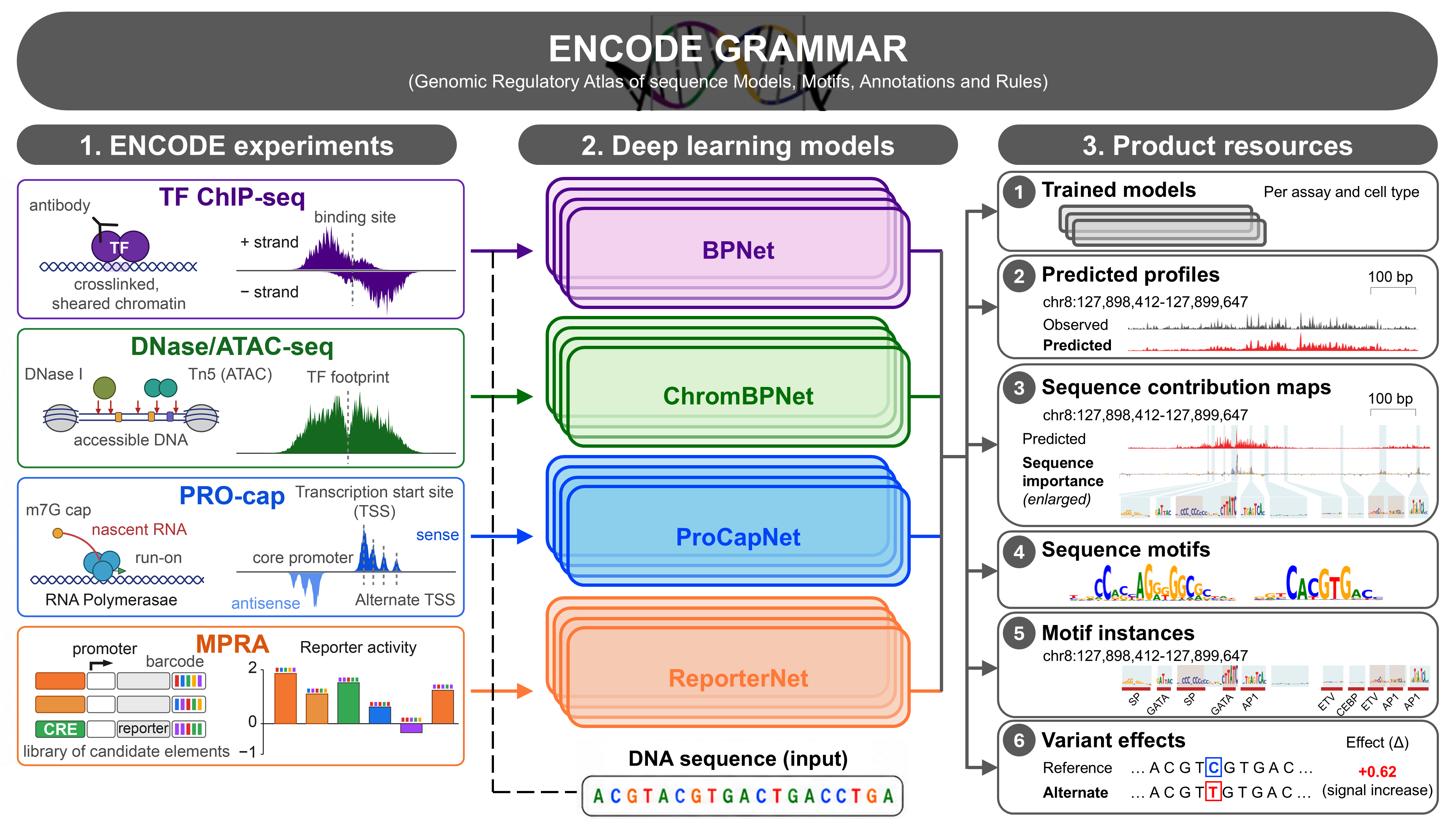 Figure: ENCODE GRAMMAR: A deep learning resource that transforms the extensive ENCODE compendium of genome-wide biochemical profiling experiments into predictive models and interpretable regulatory sequence annotations: (1) ENCODE experiments measure complementary layers of gene regulation, including TF binding by TF ChIP–seq, chromatin accessibility by DNase-seq and ATAC-seq, transcription initiation by PRO-cap, and sequence-driven regulatory activity by MPRAs. (2) Deep learning models from the BPNet family (BPNet, ChromBPNet, ProCapNet, and ReporterNet) are trained separately for each experiment and cellular context to predict the corresponding biochemical signal directly from local DNA sequence. (3) Product resources released for each experiment include the trained models; predicted, base-resolution biochemical profiles; sequence-contribution maps identifying bases that drive model predictions; recurring predictive sequence motifs; genomic motif instances; and predicted effects of genetic variants obtained by comparing reference and alternate allele sequences..